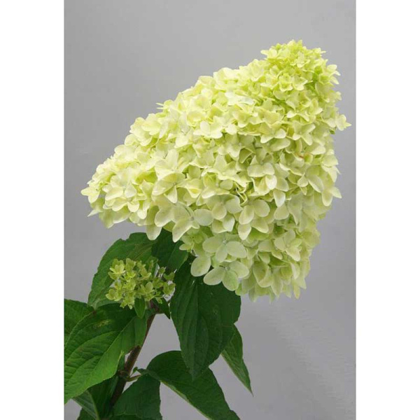 Гортензия Метельчатая Мэджикал Кэндл P9