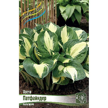 Хоста Патфайндер 1 n 25 шт Биг-пак 5950