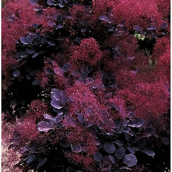 Скумпия Кожевенная Ройал Пурпл C2 шт