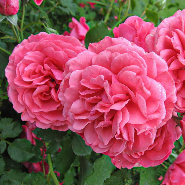 Роза плетистая Ютерсен Розенкениген Садовита