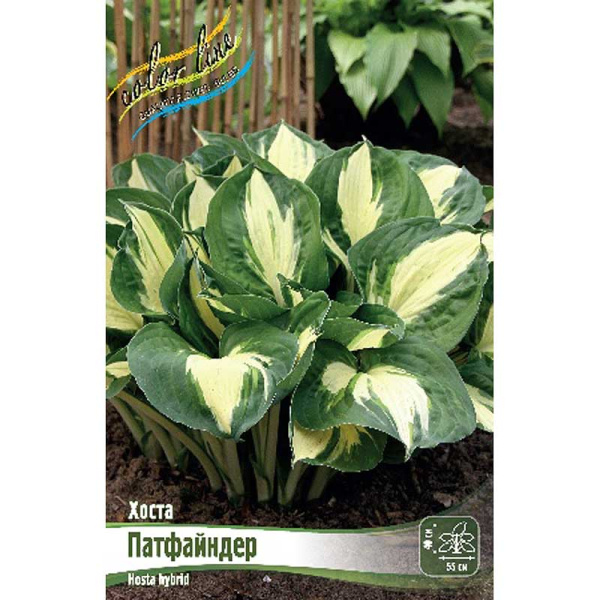 Хоста Патфайндер 1 n 25 шт Биг-пак 5950