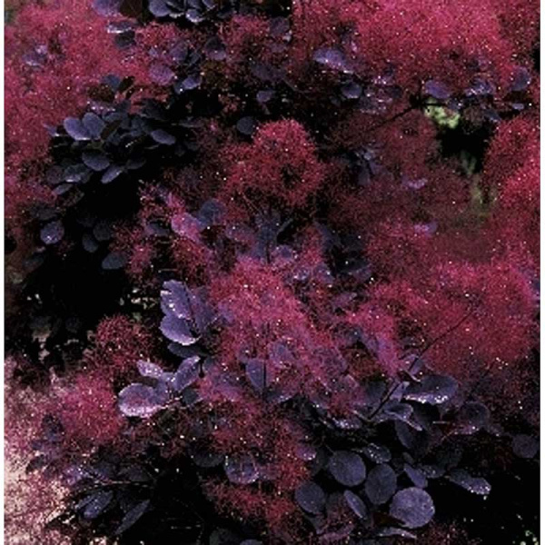 Скумпия Кожевенная Ройал Пурпл C2 шт