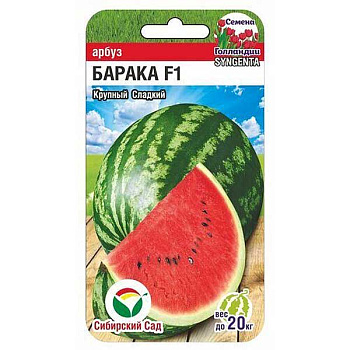 Арбуз Барака СибСад Ц