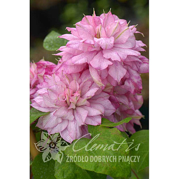 Клематис Инносент Глейнс P9 шт