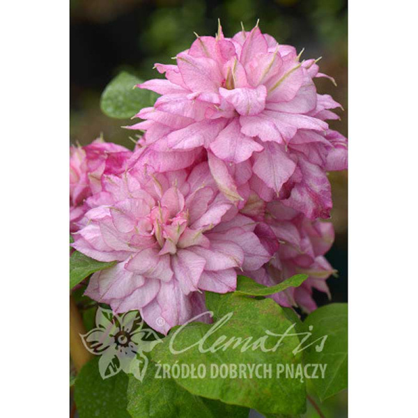 Клематис Инносент Глейнс P9 шт