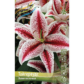 Лилия Тайгервудс 12/14 5 шт