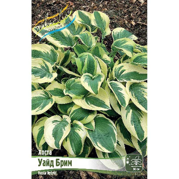 Хоста Уайд Брим 1 n 1 шт