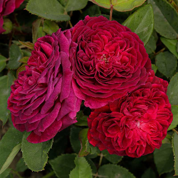 Роза парковая Роз де Решт Садовита