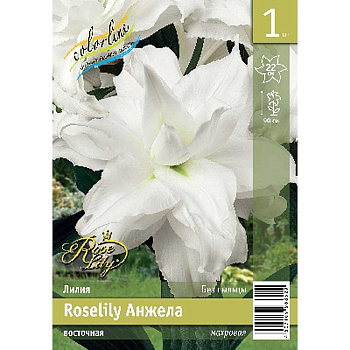 Лилия Roselily Анжела 12/14 1 Эконом шт 