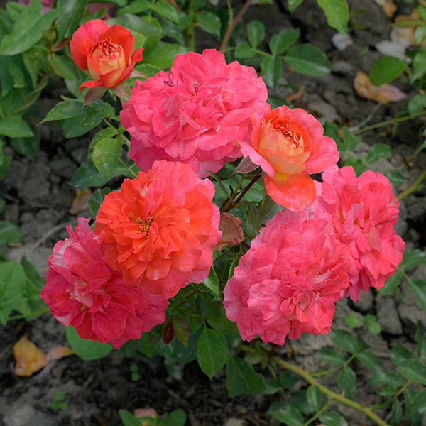 Роза шраб (английская) Кристофер Марлоу Садовита