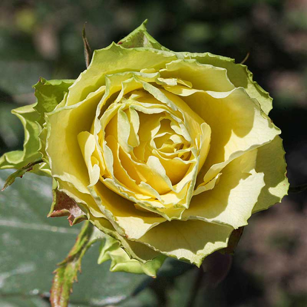 Роза чайно-гибридная Жади Садовита