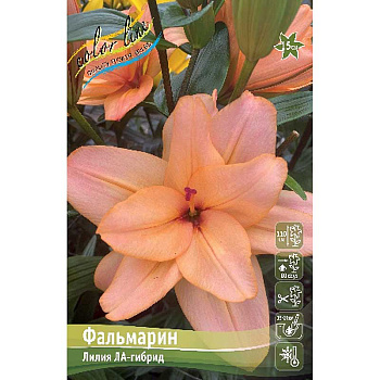 Лилия Фальмарин 12/14 25 шт Биг-пак 10083