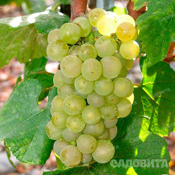 Виноград Шардоне технический (средний) Садовита