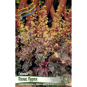 Гейхера Пэлас Пурпл I 25 шт Биг-пак 116