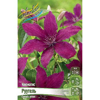 Клематис Руутель I 25 шт Биг-пак 580