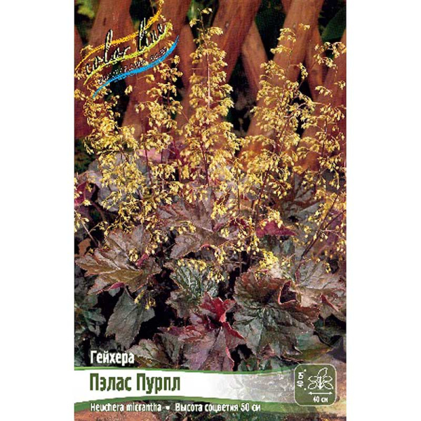 Гейхера Пэлас Пурпл I 25 шт Биг-пак 116