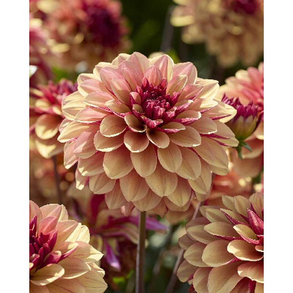 Георгина Крем Де Коньяк I 1 шт