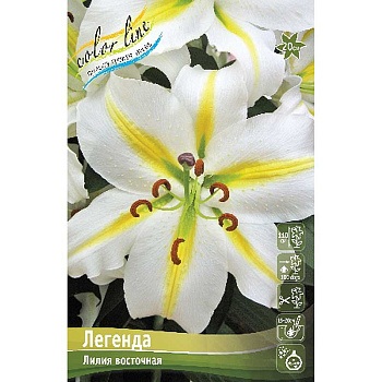 Лилия Легенда 12/14 5 шт 