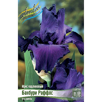 Ирис Карликовый Банбури Раффлс I 1 шт