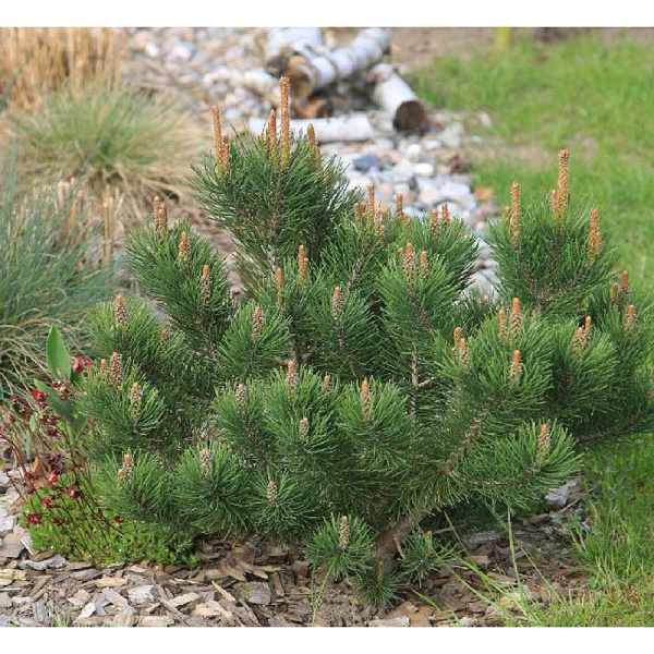 15930 Сосна Горная Лаурин C1.5 ,шт