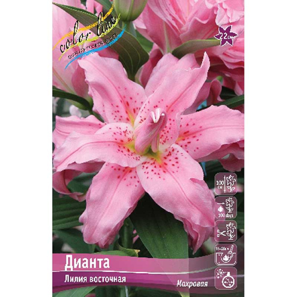 Лилия Дианта 12/14 5 шт