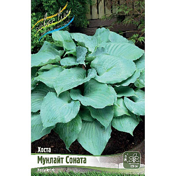 Хоста Мунлайт Соната 1 n 25 шт Биг-пак 9781