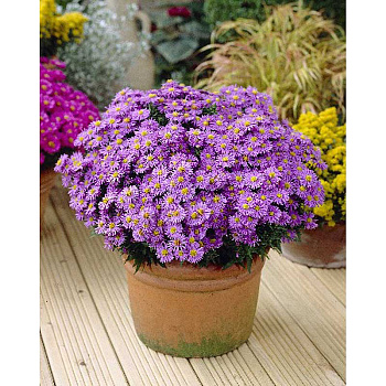 Астра Проф. Антон Киппенберг I 1 шт