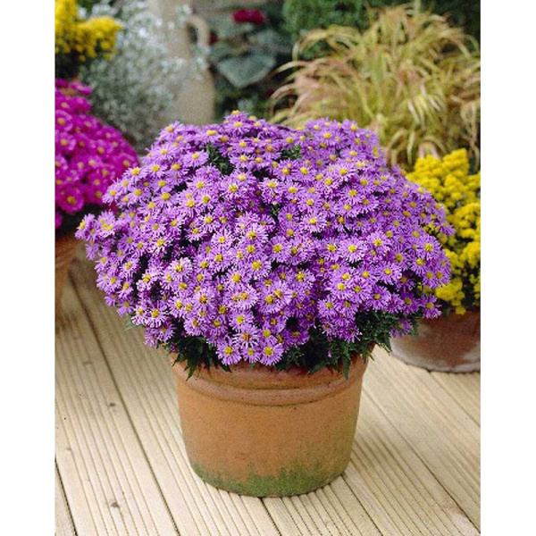 Астра Проф. Антон Киппенберг I 1 шт