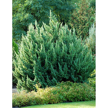 Можжевельник Китайский Монарх P9 15-20