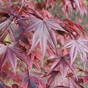 Клен Дланевидный Блоодгуд C3