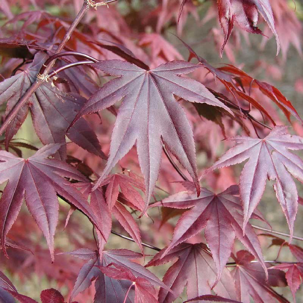 Клен Дланевидный Блоодгуд C3