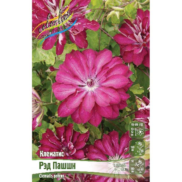 Клематис Рэд Пашшн I 1 шт