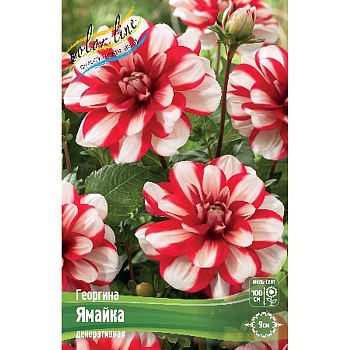 Георгина Ямайка I 1 шт