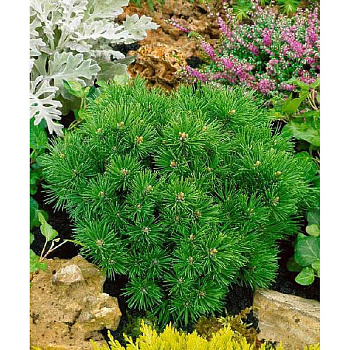 Сосна Горная Минимопс C1.5