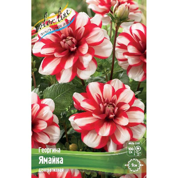 Георгина Ямайка I 1 шт