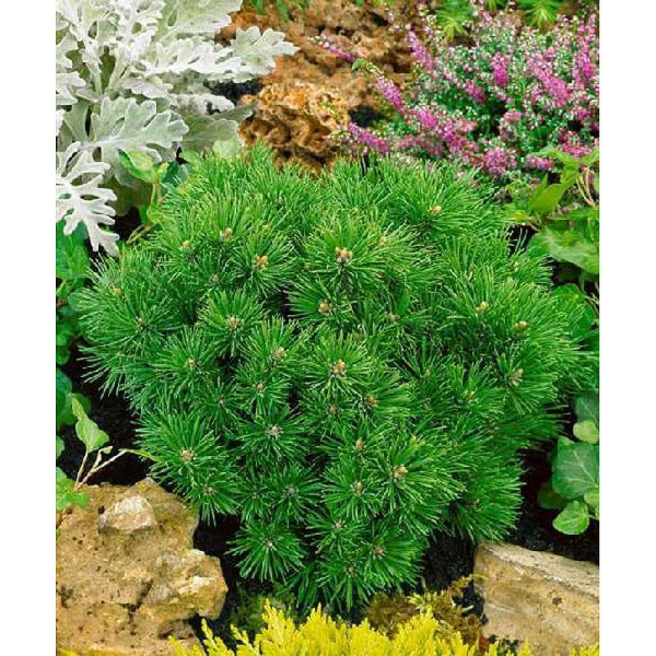 Сосна Горная Минимопс C1.5