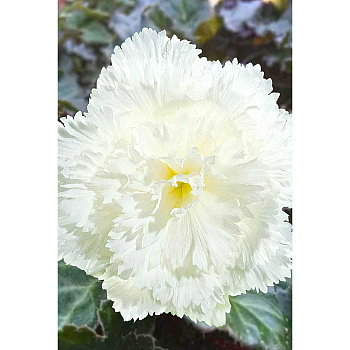 Бегония Бахромчатая Белая 5/6 3 шт Садовита 