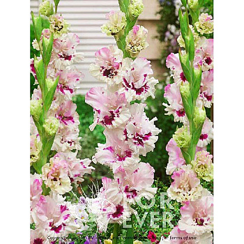 Гладиолус Мезья 12/14 7 шт 