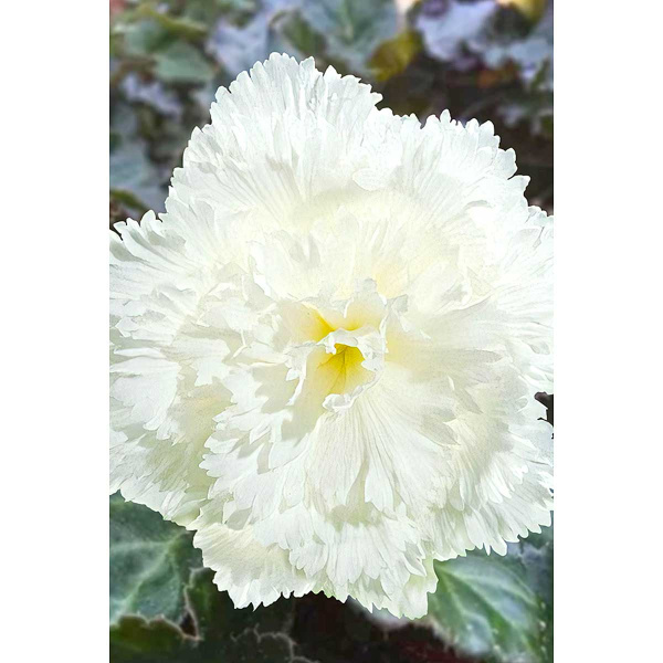 Бегония Бахромчатая Белая 5/6 3 шт Садовита