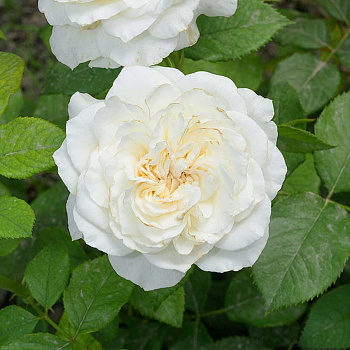 Роза Чайно-гибридная Ариана де Родшильд Садовита