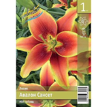 Лилия Авалон Сансет 12/14 1 Эконом шт 