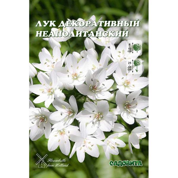 Лук Декор. Неаполитанский 5/+ 15 шт Садовита 