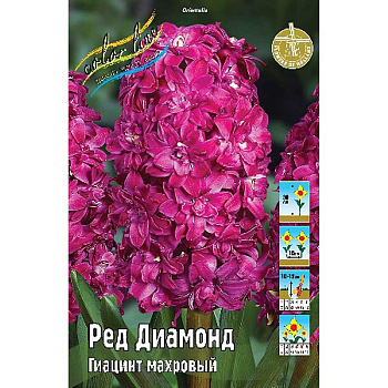 Гиацинт Ред Диамонд 14/15 2 шт 
