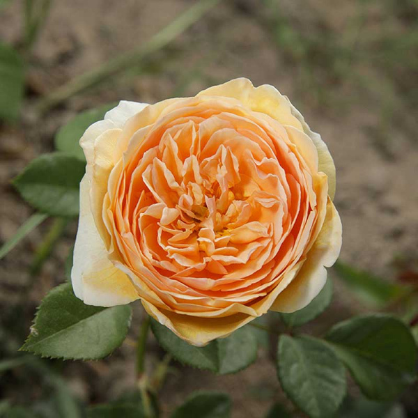 Роза шраб Краун Принцесс Маргарет (английская) Садовита