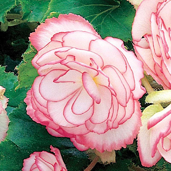 Бегония Он-Топ Пинк Хало 4/+ 40 шт Шоу-бокс 435