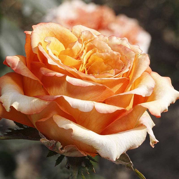 Роза флорибунда Каралуна Садовита