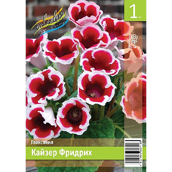 Глоксиния Кайзер Фридрих 5/6 1 Эконом шт 