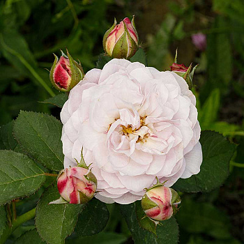 Роза шраб Флоренс Делатре Садовита