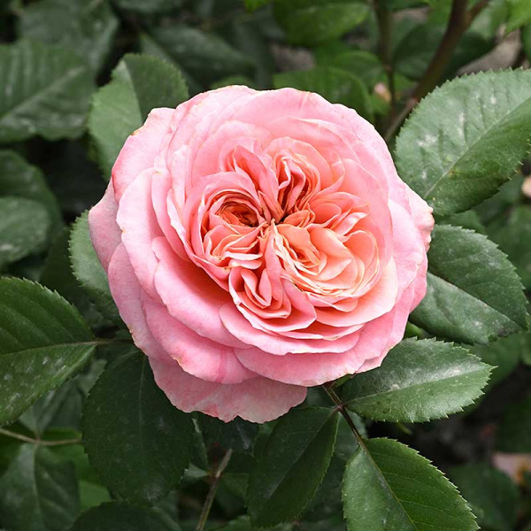 Роза Чайно-гибридная Кэнди Экспрешн Садовита