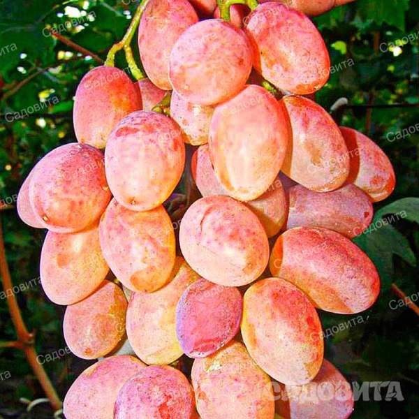 Виноград Румба очень ранний Садовита